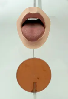 Hominini: Exhibit in the Human Biology gallery