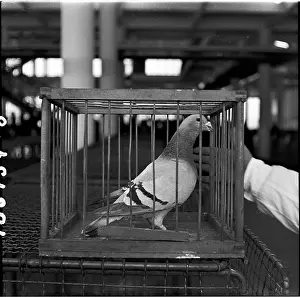 Oldrich: Exhibition, dove