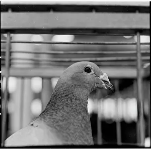 Oldrich: Exhibition, dove