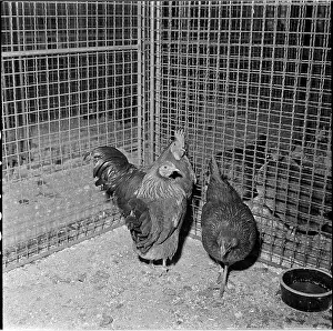 Bican: Exhibition, dwarf velum, hens, poultry