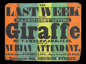 Ephemera: Exhibition of a giraffe to the public