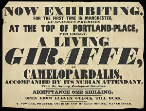 Ephemera: Exhibition of a giraffe to the public, Manchester