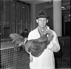 Bican: Exhibition, hen, rooster, partridge