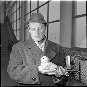 Bican: Exhibition, pigeon
