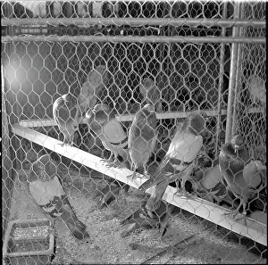 Dolni: Exhibition, pigeon, Brno Warbler