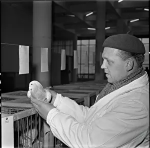 Bican: Exhibition, pigeon, postal
