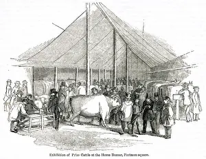 Smithfield: Exhibition of prize cattle, Portman Square, London