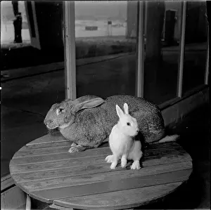 Bican: Exhibition, rabbit, Belgian giant, blue-eyed ermine