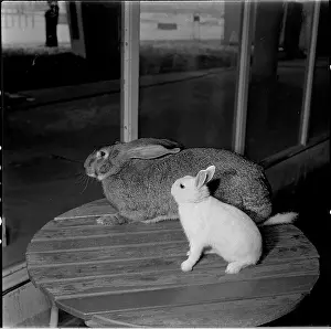 Bican: Exhibition, rabbit, Belgian giant, blue-eyed ermine