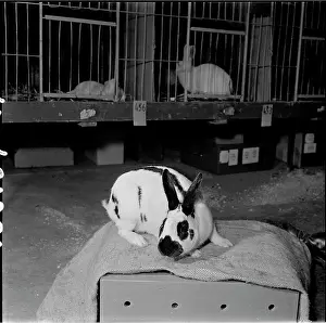 Bican: Exhibition, Rabbit, Czech Spotted