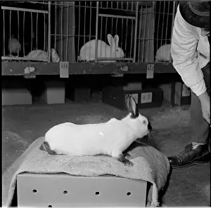 Bican: Exhibition, rabbit, Russian rabbit