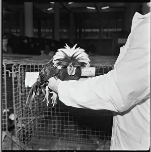 Dutchmans: Exhibition of small animals in Brno, Dutchman's