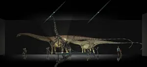 Exhibit: Exhibition space featuring Diplodocus longus