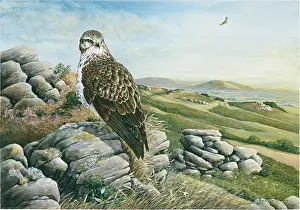 Buzzard: Exmoor Evening ' young buzzard