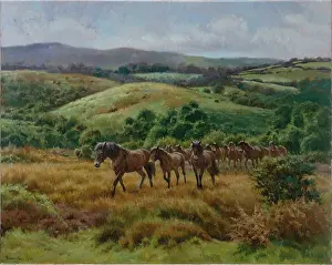 Exmoor: Exmoor Ponies