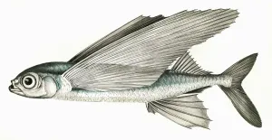 Exocoetus: Exocoetus exiliens, or Greater Flying Fish