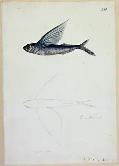 1754 1794: Exocoetus volitans, tropical two-winged flyingfish
