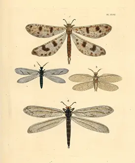 Westwood: Exotic antlion lacewings and fishfly