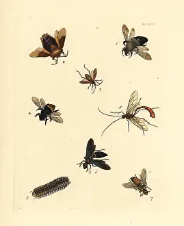 Stink: Exotic bees and wasps