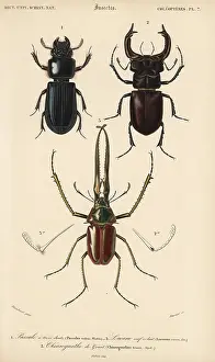 Tridens: Exotic beetles