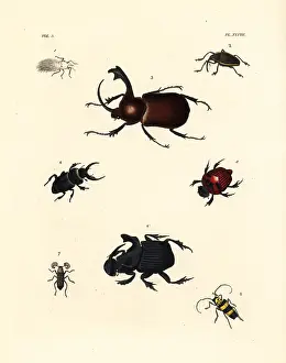 Urbanus: Exotic beetles