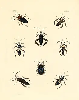 Sanctus: Exotic beetles