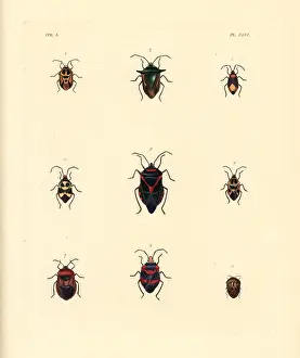 Regia: Exotic beetles
