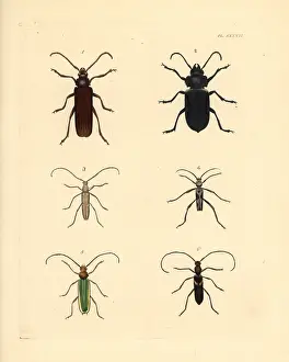 Prionus: Exotic beetles