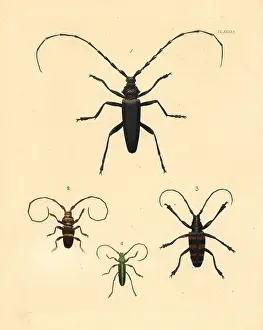 Heros: Exotic beetles
