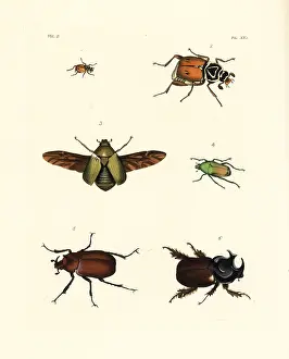 Cetonia: Exotic beetles