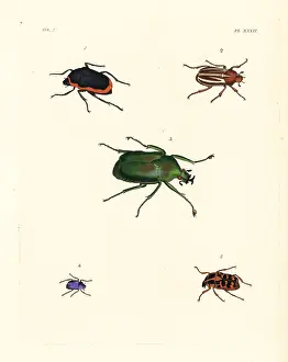 Melolontha: Exotic beetles