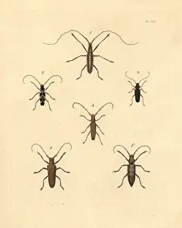 Longhorn: Exotic beetles