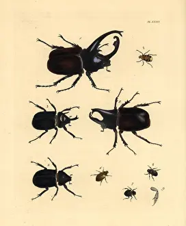 Centaurus: Exotic beetles