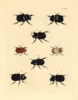 Westwood: Exotic beetles