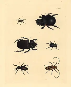 Scarab: Exotic beetles