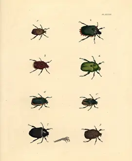 Capensis: Exotic beetles