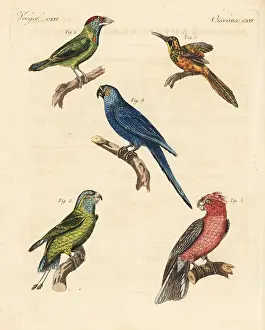 Macroura: Exotic birds