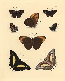 Ventral: Exotic butterflies