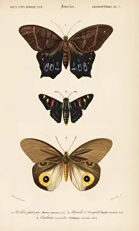 Dorbigny: Exotic butterflies