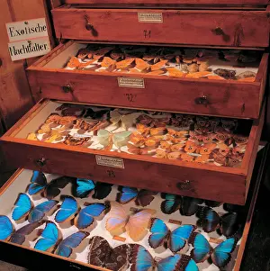 Strobl: Exotic Butterflies
