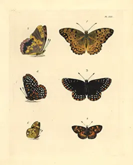 Ventral: Exotic butterflies