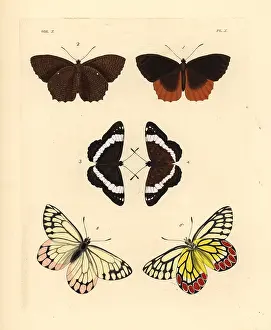 Ventral: Exotic butterflies including the common jezebel