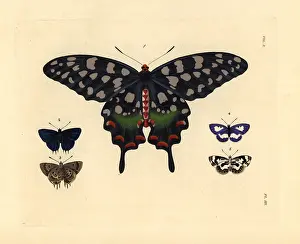Ventral: Exotic butterflies including the Madagascar