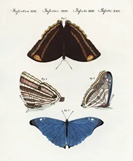 Adonis: Exotic butterflies of Surinam
