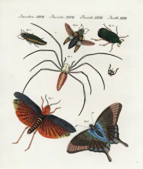 Headless: Exotic Chinese insects
