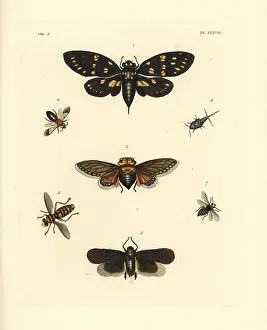 Capensis: Exotic cicadas and wasps