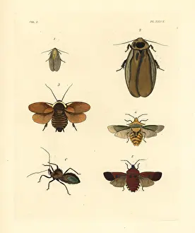 Stink: Exotic cockroaches and stink bugs