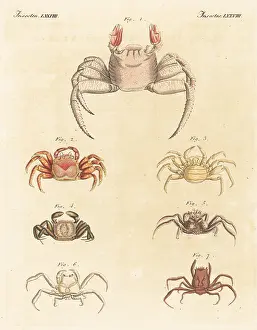 Engraved Plates: Exotic crab species
