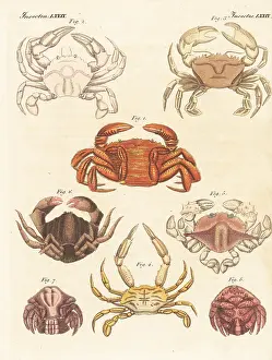 Engraved Plates: Exotic crab species