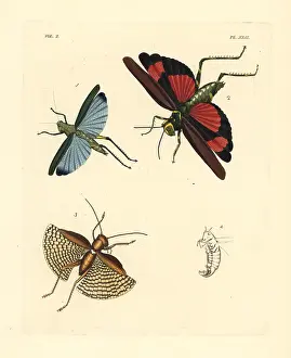 Coerulea: Exotic crickets and grasshoppers